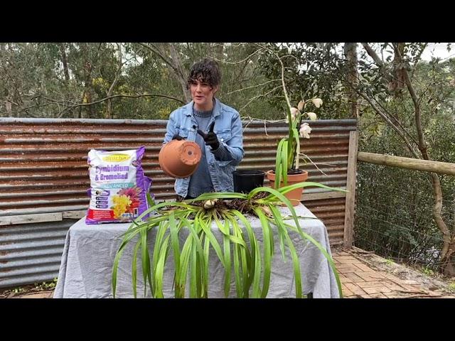 Searles Re-potting Cymbidium Orchids