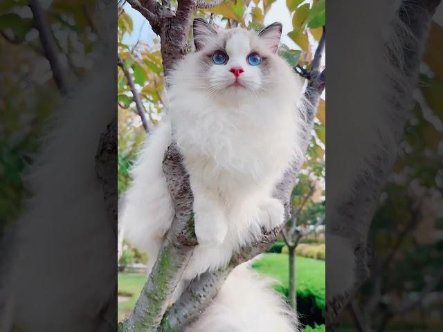 大连甜齁齁的海双布偶猫弟弟找家长大连