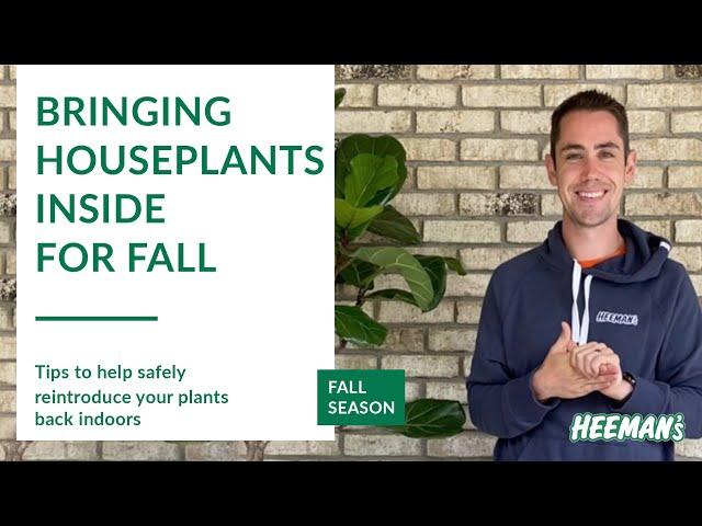 Tips for Bringing Your Houseplants Back Indoors for Winter