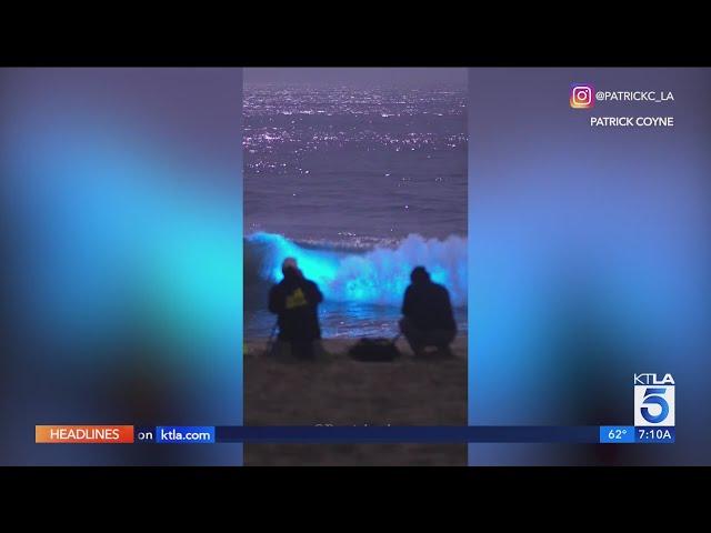 Crowds flock to Southern California beach to witness bioluminescent waves