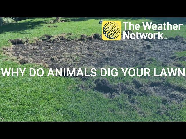 Why wild animals are ripping up your lawn at night and what can you do about it