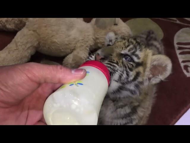 Tiger and cat not so different, with his first pounce !