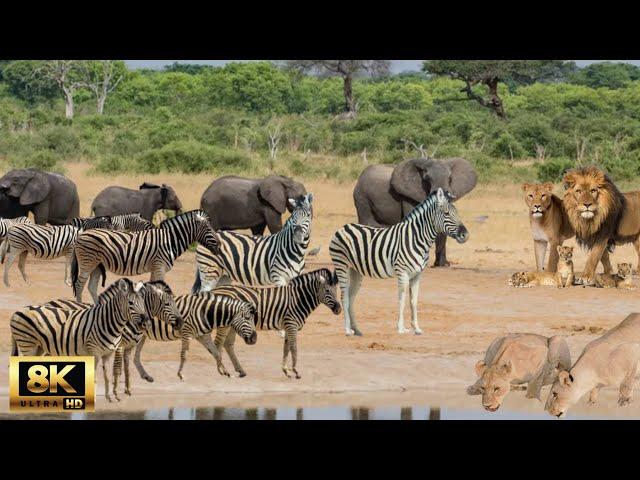 8K African Wildlife : Wildlife of Okavango Delta Area, Botswana - Scenic Wildlife Film