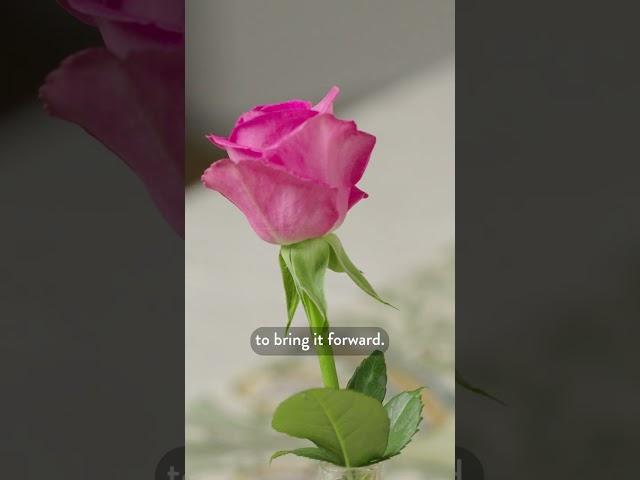 How to capture the petals in watercolour
