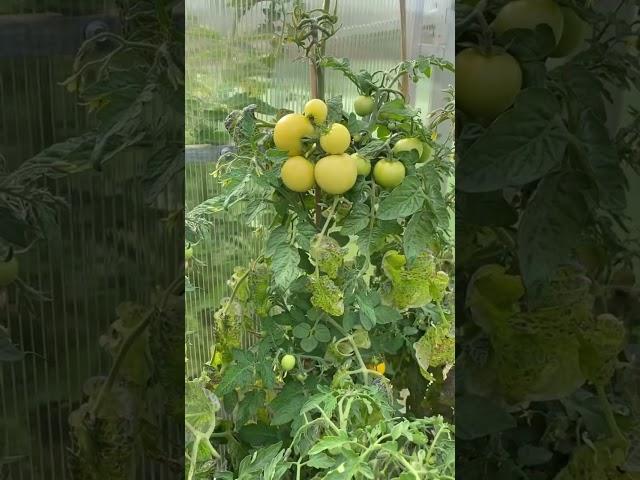 Что же такое——- ШТАМБОВЫЕ ТОМАТЫ???? #помидор #растения #советы
