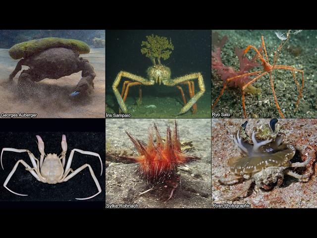 What Exactly is: Carrier Crab | 6 Families Convergent Evolution