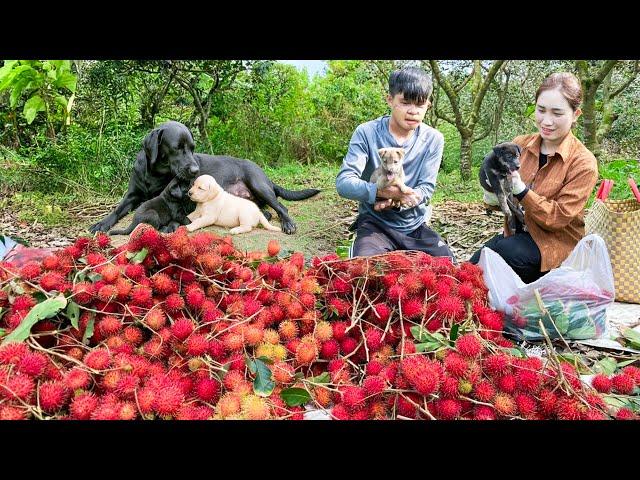 Smart Dog Finds His Puppy - Humane Action of Female Hunter | Lý Thị Hoa