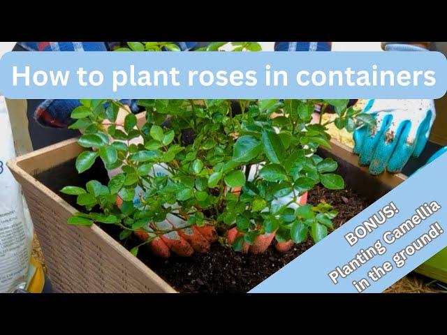 Planting drift roses in containers and camellias in the ground