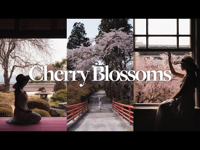 The Secret To Elevating My Cherry Blossom Shots — Kyoto Photography Vlog