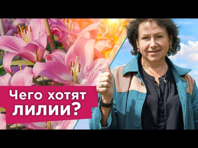 ЯРКОЕ И ПЫШНОЕ ЦВЕТЕНИЕ ЛИЛИЙ ГАРАНТИРОВАНО при таком уходе! Важные нюансы при выращивании лилий