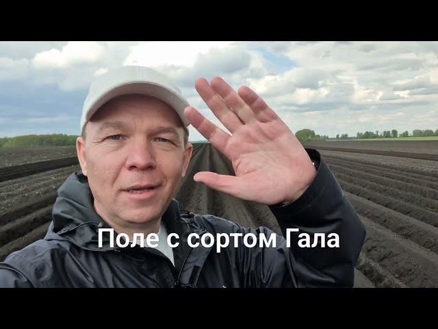 Формируем гребни. 2-3 неделя с двты посадки картофеля. Влага в норме, t воздуха 18+, t почвы 11+