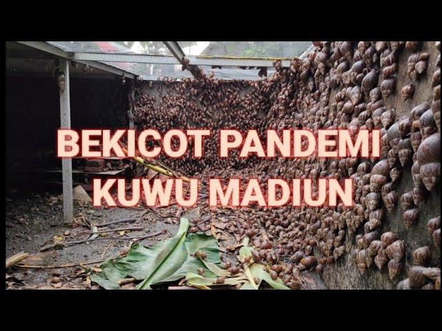 BEKICOT PANDEMI KUWU MADIUN!!!