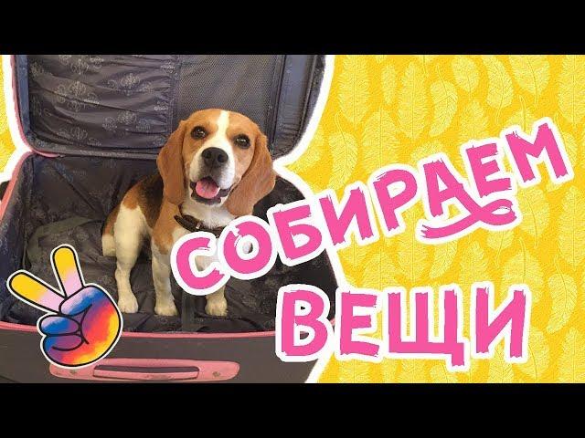 ЧТО ВЗЯТЬ СОБАКЕ НА МОРЕ? БИГЛЬ ДЖИНА///СОБИРАЕМСЯ с СОБАКОЙ В ПОЕЗДКУ!?