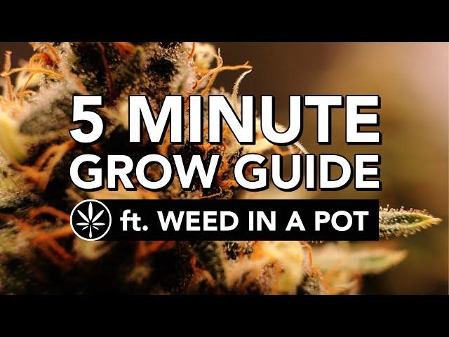 THE Quickstart Guide to Grow Cannabis