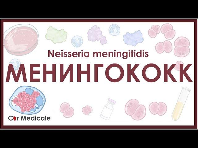 Менингококк (Neisseria meningitidis) - микробиология, диагностика, лечение