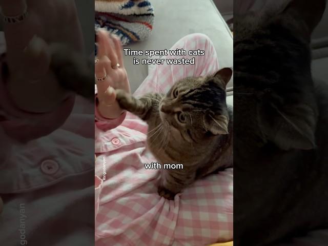 Every moment with a cat is precious #shorts #cat #funny