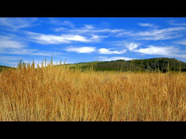 Relaxing Wind Sounds for Sleeping or Stress Relief  Nature White Noise 10 Hours