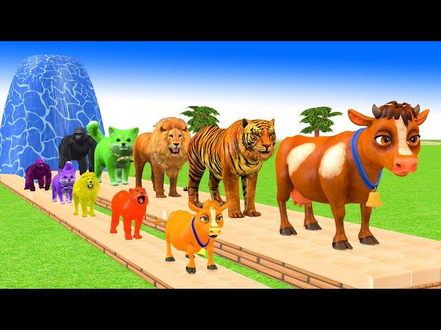 Paint Animals Cow, Gorilla, Lion,Tiger, Dog Fountain Crossing Transformation Cartoon