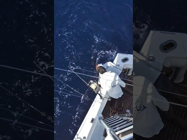 Release White marlin #fishingguide #fishing #marocaine #fishoftiktok #whitemarlin #marlin #fish