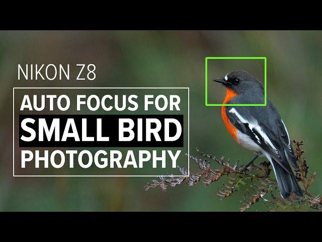 Nikon Z8 Autofocus Settings For Small Bird Photography | Nikon 180-600 f/5-6.3