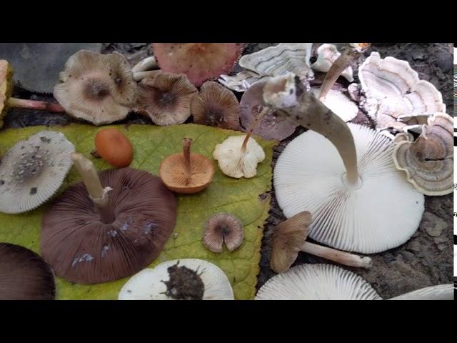 Fungi of the forest in Denton Texas