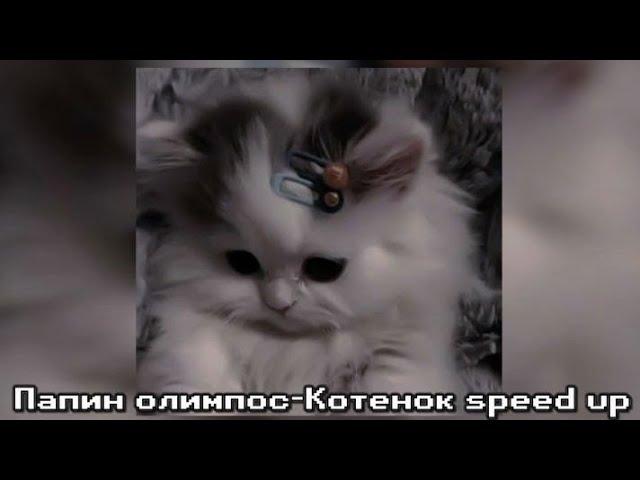 Папин олимпос-Котёнок speed up 🫶