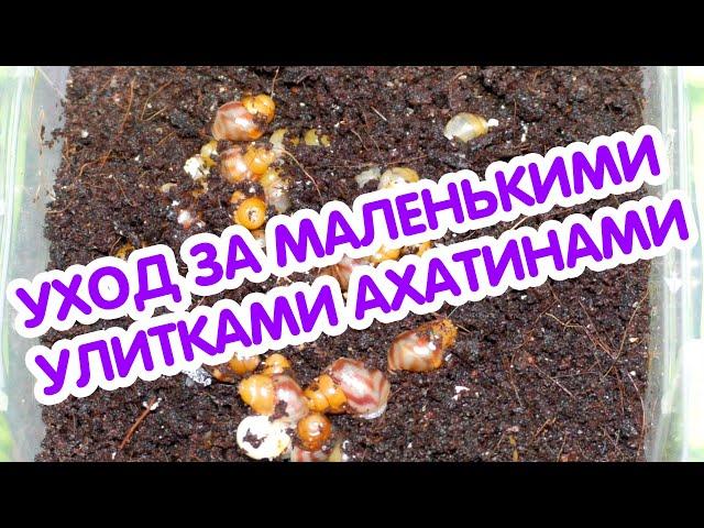 Улитки ахатины - 1 неделя. Маленькие улитки ахатины - уход