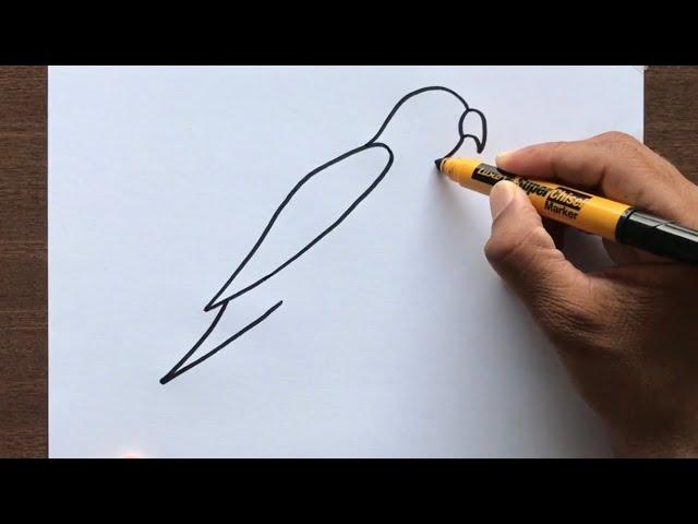 How to Draw a Parrot