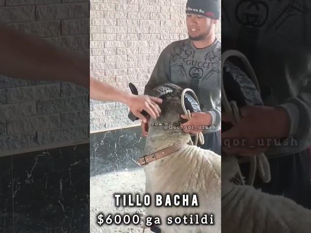 TILLO BACHA $6000 ga sotildi