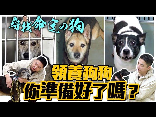 給浪浪一個家！領養狗狗，你準備好了嗎？Adopt a dog｜@熊爸估狗dogtrainer