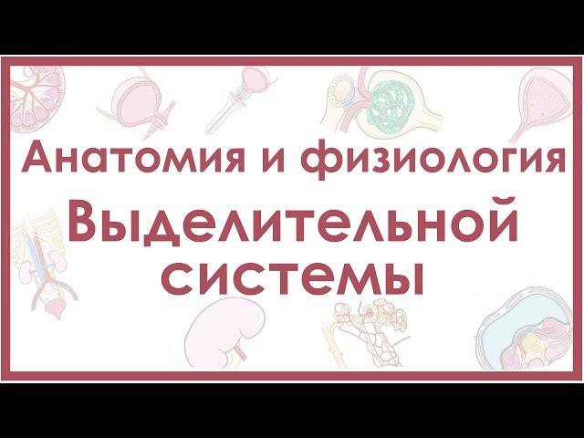 Анатомия и физиология почек, мочевого пузыря, мочеточников