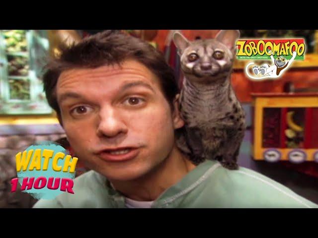  Zoboomafoo with the Kratt Brothers! HD | Full Episodes Compilation 