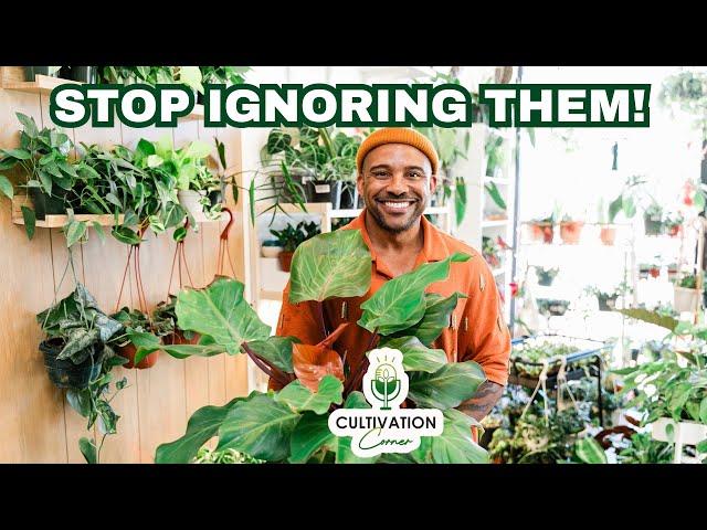 Cultivation Corner Podcast Episode 3 - Stop Calling Them Basic!