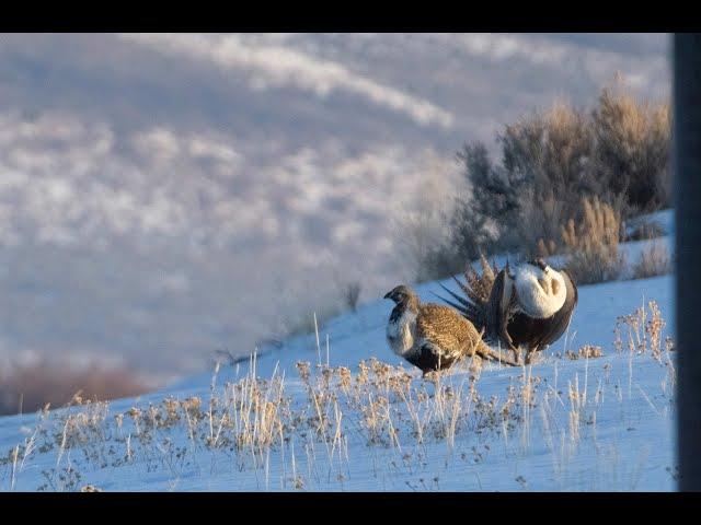 Greater Sage Grouse Display