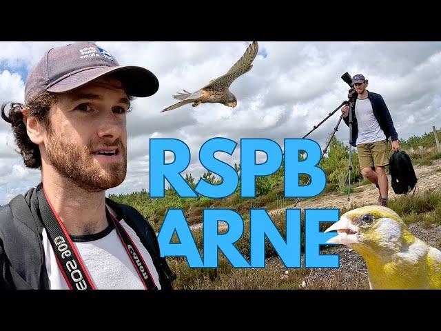 Birdwatching at RSPB Arne