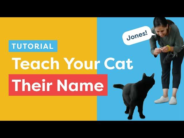 Teach Your Cat Their Name And To Come