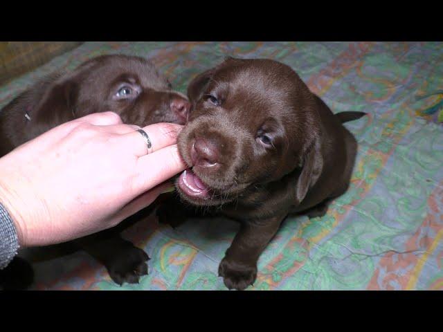 МОРЕ ШОКОЛАДА! ЩЕНКИ Шоколадного Лабрадора! Chocolate labrador puppies for sale