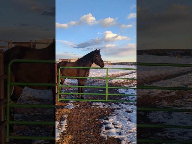 The nice weather ends today. I've got to put the blankies on the horses