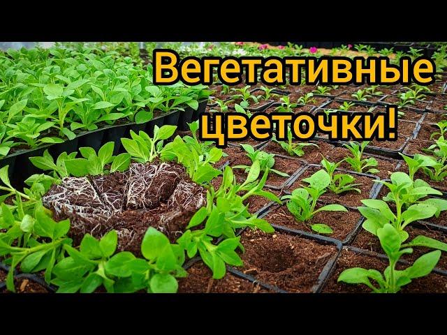 Вегетативные черенки (петуния, сурфиния, калибрахоа и другие).