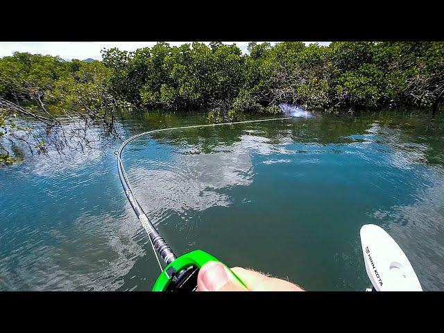 Pristine Mangrove Creek Fishing