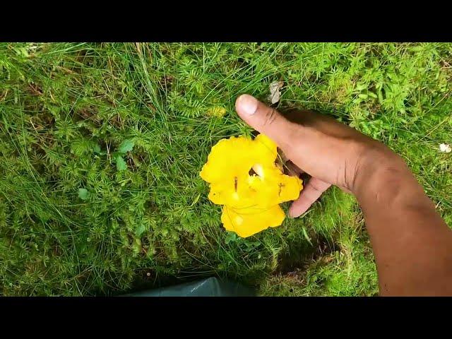 Picking Swedish Mushrooms  Kantarell