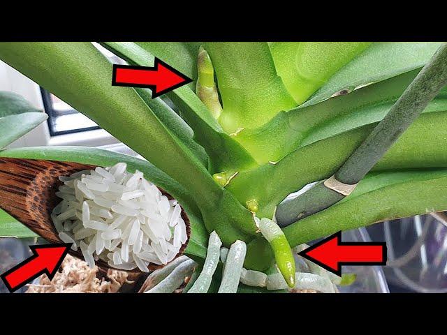 Just Rice! Orchids grow roots and bloom overnight! Very simple