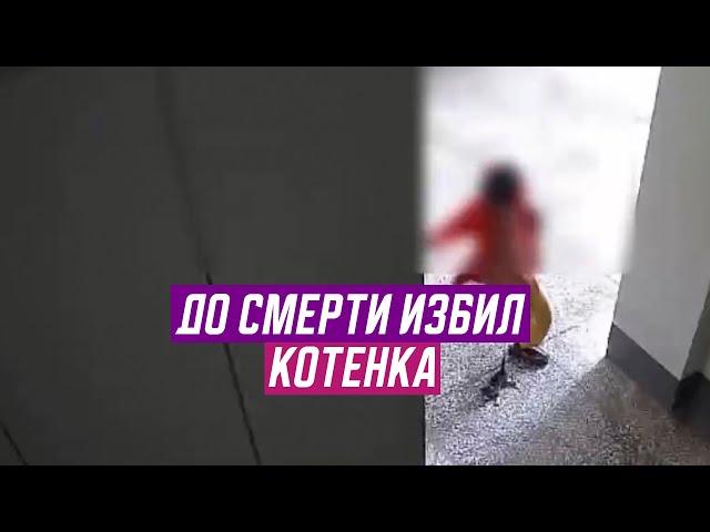 До смерти избил котенка. Новости Дагестана за 3.10. 2024 год