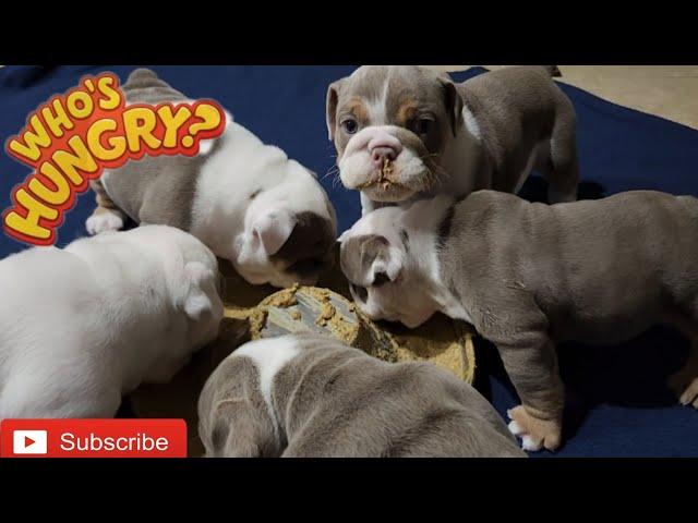 How I Feed My 6 Week Old English Bulldog Puppies | Major Update️