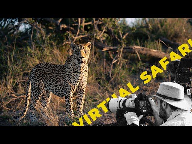 Majestic Male Leopard On A Mission- TWIV # 237