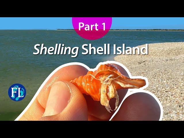 Take us to Shell Island! Part 1 of 2, Ten Thousand Islands Shelling