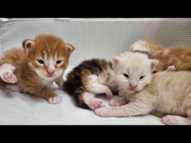 Maine Coon Kittens Livestream!