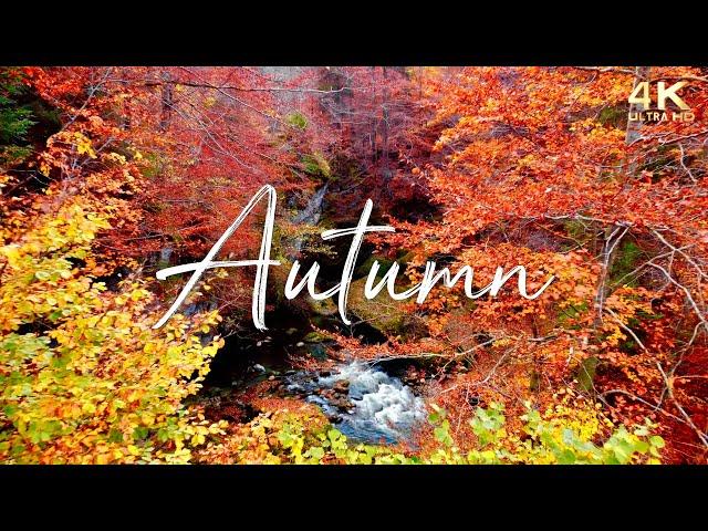  Enchanting Autumn Nature Scenes with Forest Sounds & Peaceful Music  12 Hours