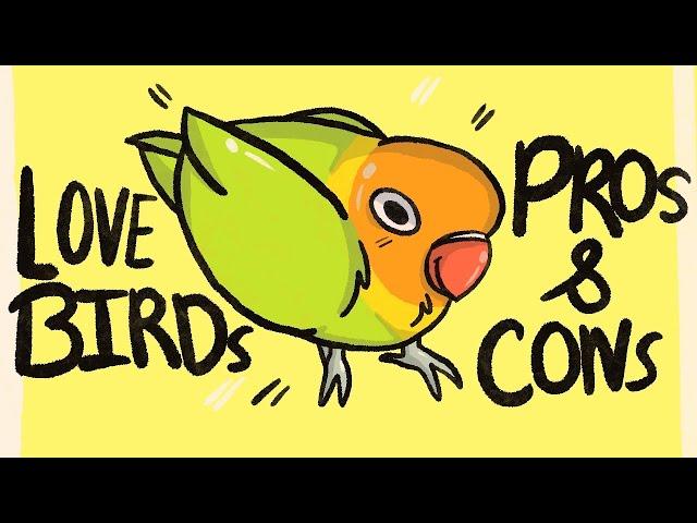 Lovebirds: PROS & CONS