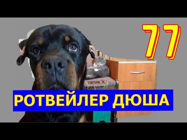 РОВЕЙЛЕР ДЮША 77 воспитание и дрессировка собаки